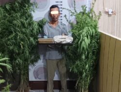 Polres Bener Meriah Ungkap Ladang Ganja Tersembunyi di Kebun Kopi, Satu Pelaku Diamankan