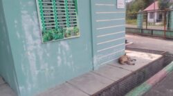 Dua Ekor Anjing Tidur di Komplek Puskesmas Bies, Warga Pertanyakan Pengawasan
