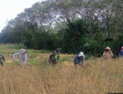 Sukseskan Program Ketahanan Pangan, Babinsa Turun Ke Sawah Bantu Petani Panen