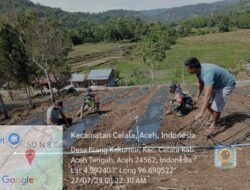 Babinsa Koramil 10/Celala Tanam Cabe Bersama Warga Desa Blang Kekumur