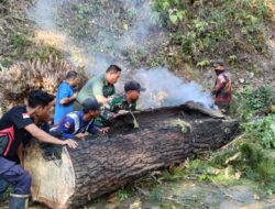 Anggota Koramil 04/PRG Sigap Evakuasi Pohon Tumbang Di Jalan Tajuk Enang-Enang