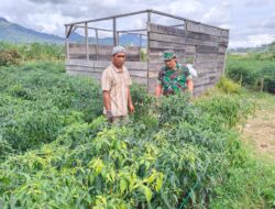 Babinsa Bantu Warga Cek Tanaman Cabai di Desa Bukit Sari