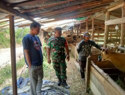 Babinsa Koramil 04/Bintang Tingkatkan Silaturahmi Lewat Komsos dengan Peternak Sapi di Desa Wihlah Setie