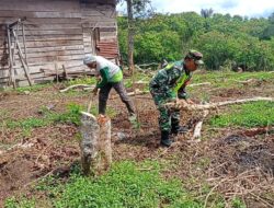 Dukung Ketahanan Pangan, Babinsa Koramil 01/Bandar Bantu Petani Tanam Kopi Arabika