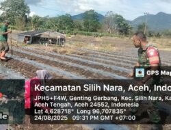 Babinsa Koramil 08/Silih Nara Bantu Warga Tanam Cabai
