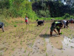Babinsa Koramil 10/Celala Berbaur dengan Petani, Ikut Membantu Tanam Padi di Sawah