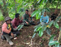 Babinsa Komsos Di Kebun Kopi, Manfaatnya Langsung Dirasakan Oleh Petani