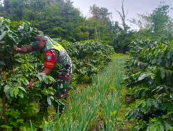 Sambangi Warga Di Kebun, Babinsa Bantu Rawat Tanaman Kopi