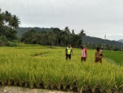 Babinsa Koramil 03/TG Bersama Petugas PPL Cek Serangan Hama Pada Padi