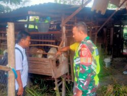 Dukung Ketahanan Pangan, Babinsa Koramil 01/Bandar Sambangi Peternak
