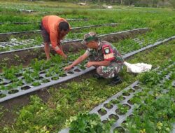 Babinsa Bantu Warga Desa Binaan Tingkatkan Ketahanan Pangan