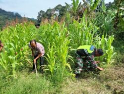 Babinsa Koramil 10/Celala Bantu Petani Bersihkan Rumput pada Tanaman Jagung