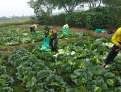 Bantu Masyarakat Panen Hasil Pertanian, Upaya Babinsa Sukseskan Program Han Pangan Tingkat Desa