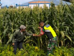 Babinsa Aktif Melaksanakan Pendampingan Petani