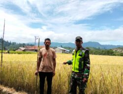 Turun Ke Sawah, Babinsa Koramil 06/Bukit Pantau Padi Siap Panen