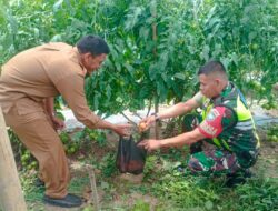 Bersama PPL, Babinsa Koramil 06/Bukit Cek Tanaman Warga Wujudkan Ketahanan Pangan